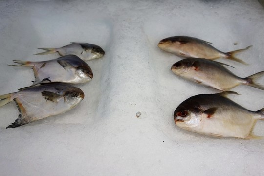黃魚(yú)和鯧魚(yú)