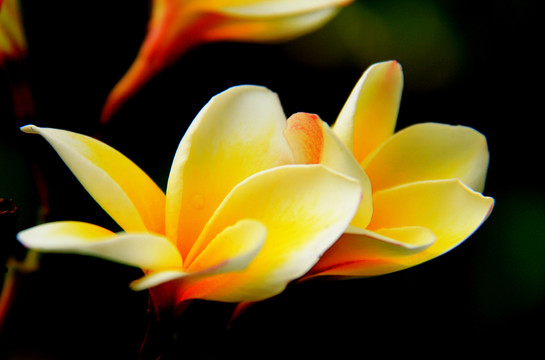 雞蛋花