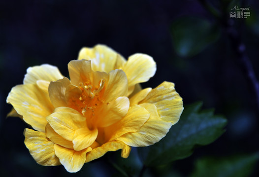 朱槿花