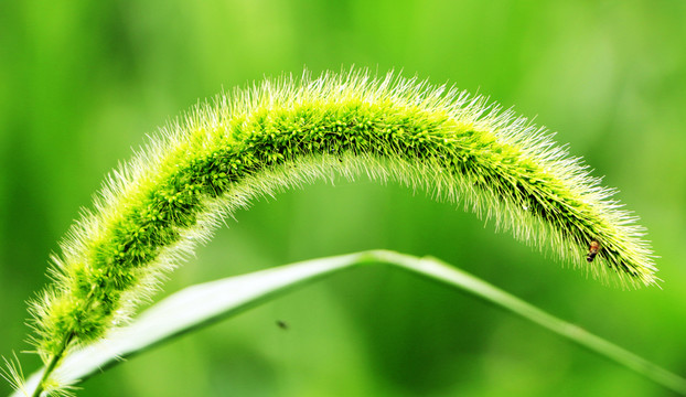 狗尾巴草