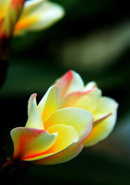 雞蛋花