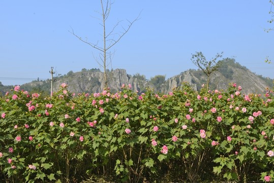 芙蓉谷