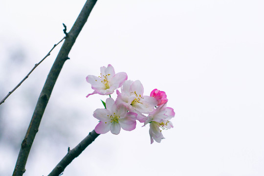 櫻花