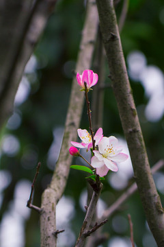 櫻花