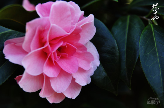 茶花