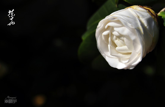茶花