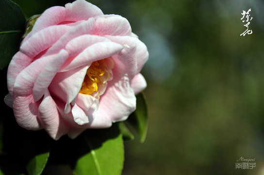 茶花