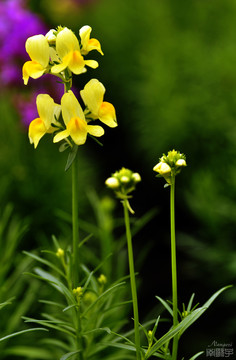 小花