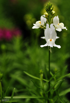 小花