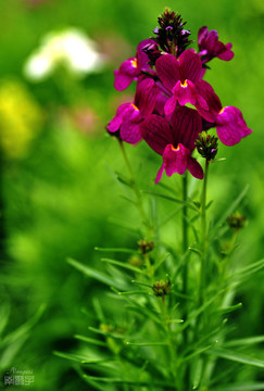 小花