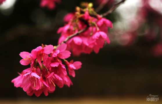 櫻花
