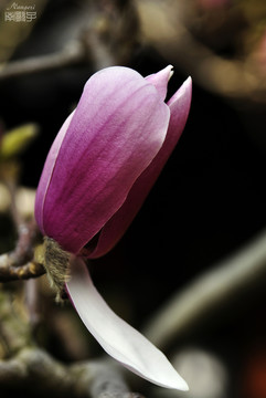 玉蘭花