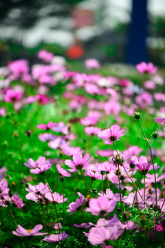格桑花豎幅