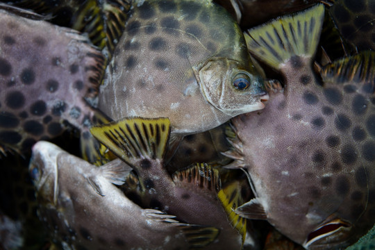 海魚