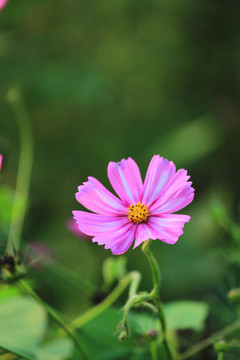 格桑花