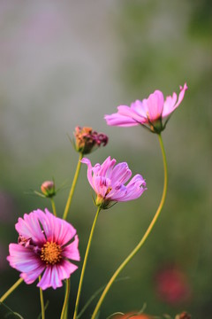 格桑花