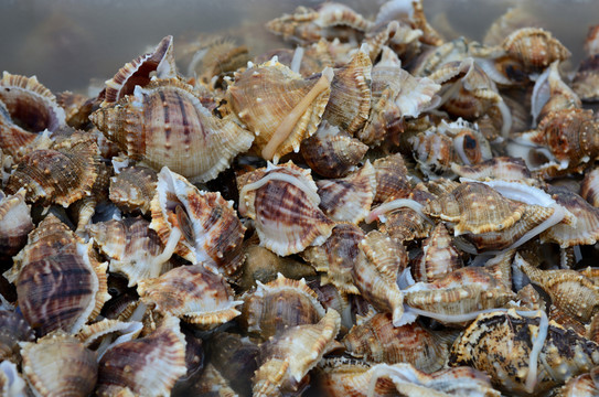 海鮮食材