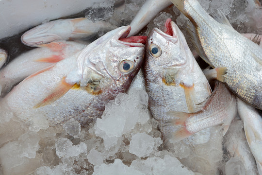 海鮮食材