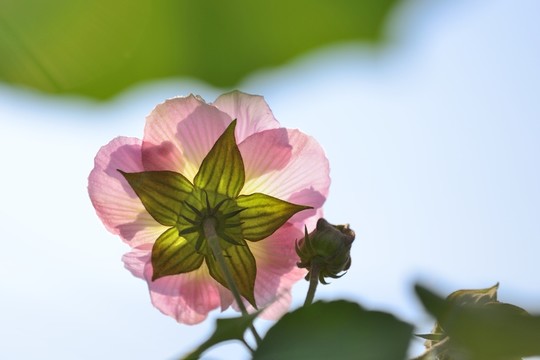 芙蓉花