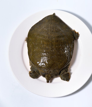 活甲魚