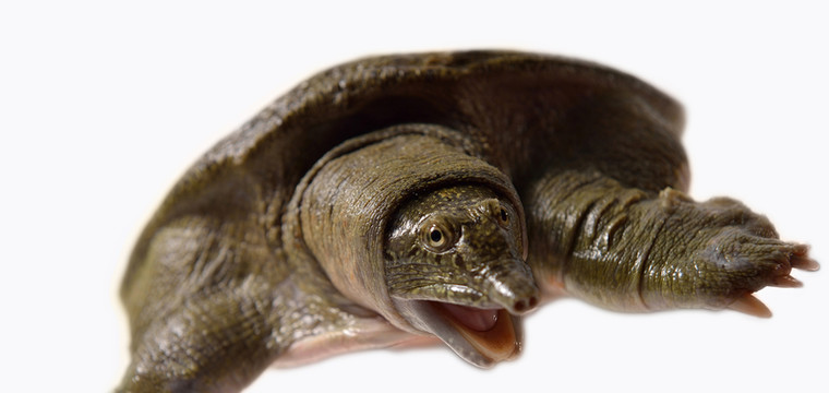 活甲魚