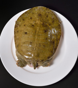 活甲魚