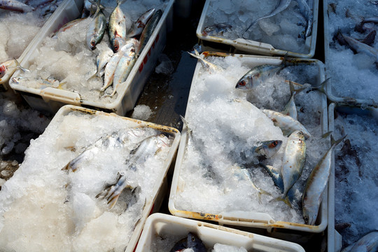 海鮮食材