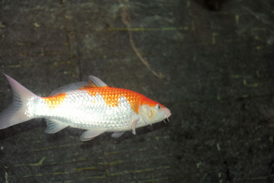 觀賞魚 錦鯉