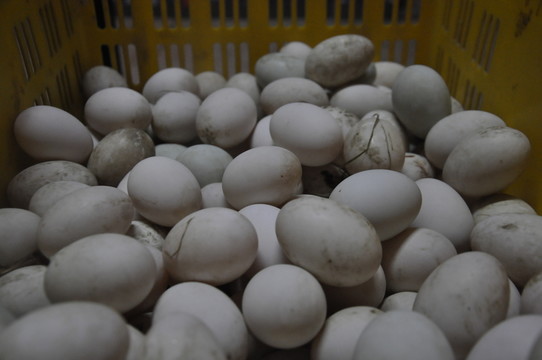散養(yǎng)鴨蛋