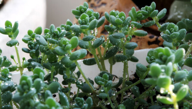 多肉植物 姬星美人