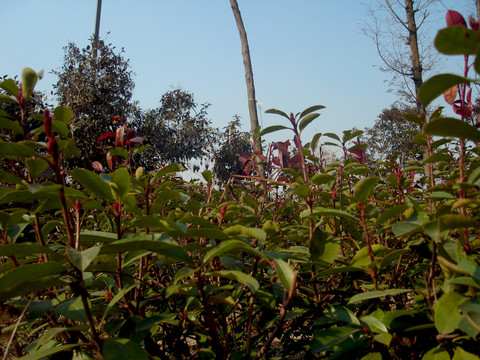 冬季里的植物叢