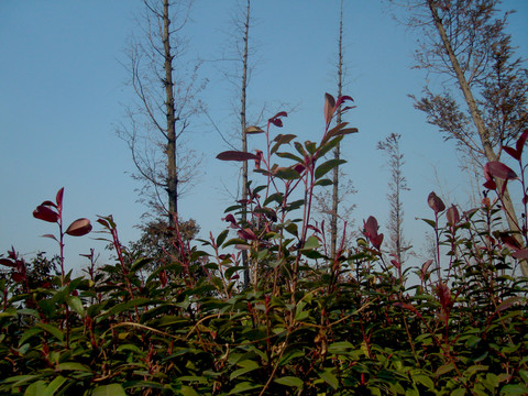 冬季植物
