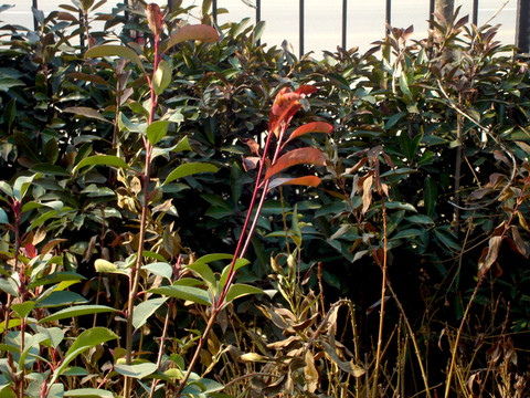 植物叢