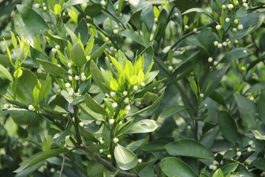 橘子花開