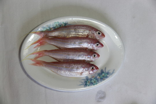 金線魚