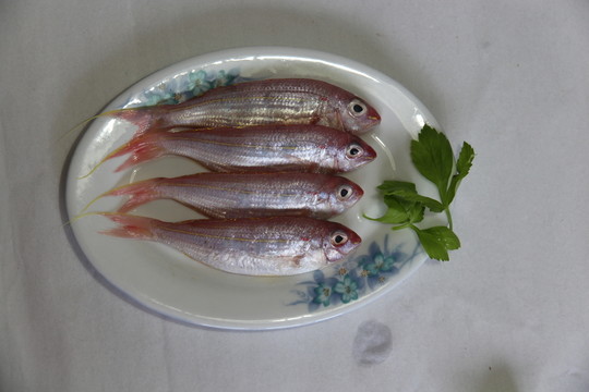 金線魚(yú)