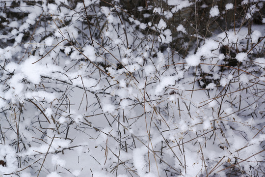 雪樹枝