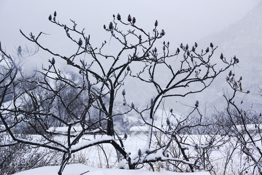 雪樹枝
