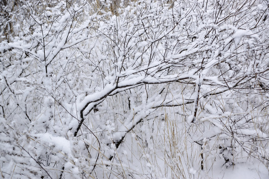 雪樹枝