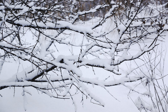 雪樹枝