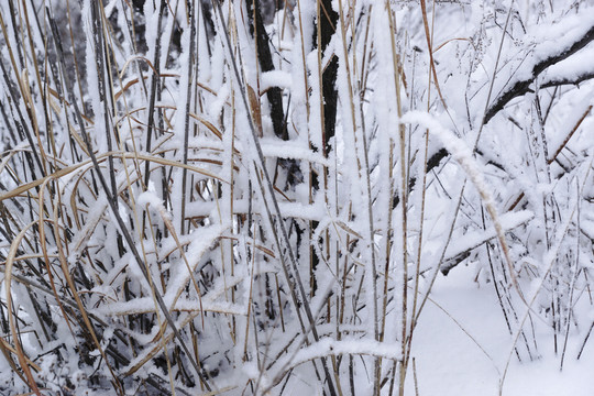 雪樹枝