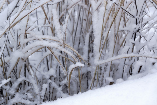 雪樹枝