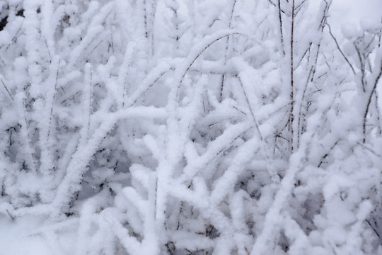 雪樹枝