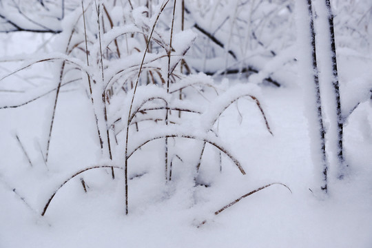 雪樹(shù)枝