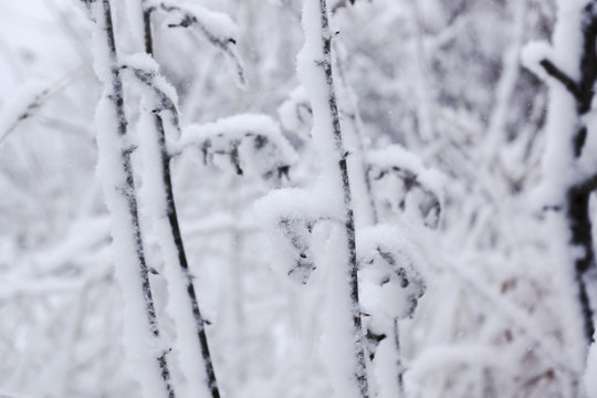 雪樹枝