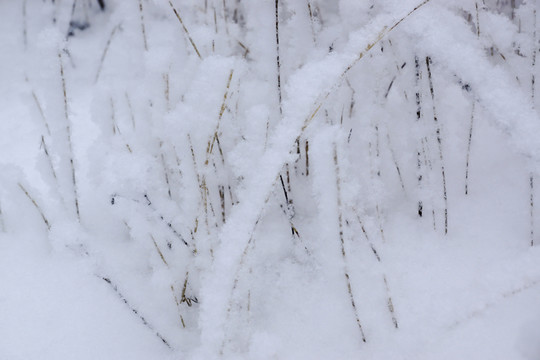 雪樹枝