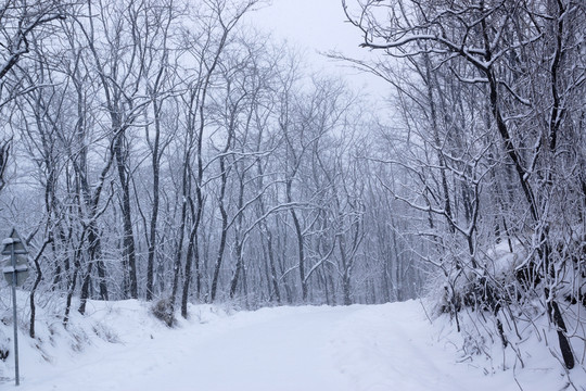 雪景 樹林
