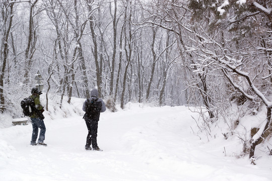 雪景 樹(shù)林