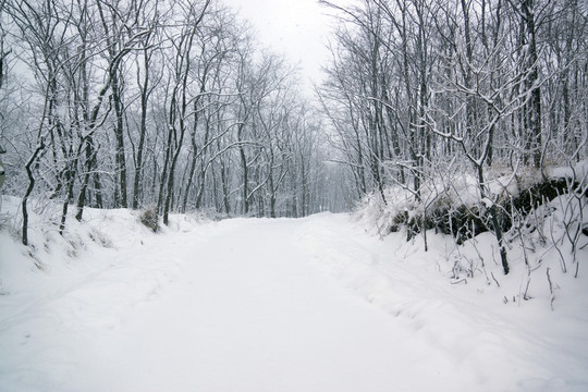 雪景 樹(shù)林