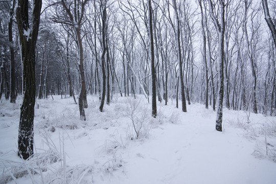 雪景 樹林